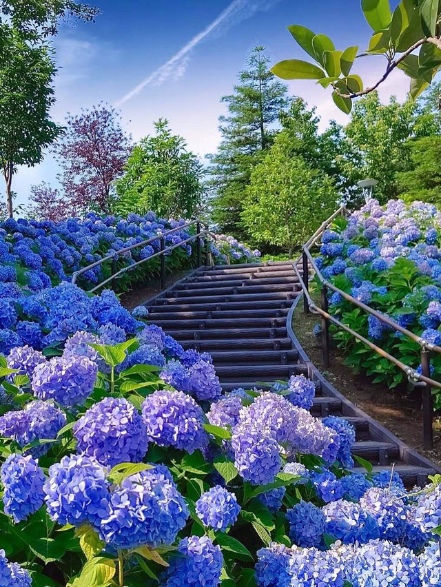 💜東京限定！絕美繡球花秘境打卡攻略💦