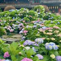 🌿【泰順筱村公社】繡球花花海實況🌸