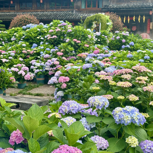 🌿【泰順筱村公社】繡球花花海實況🌸