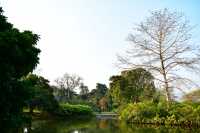 西雙版納熱帶植物園：熱帶植物王國