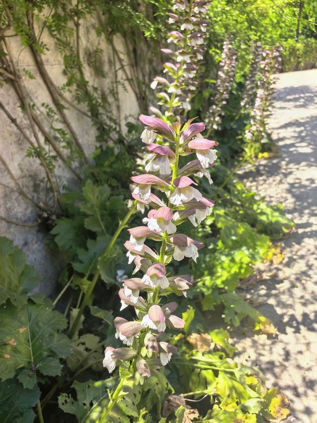 西班牙塞維利亞王宮後花園
