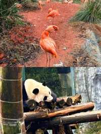 南京紅山動物園超詳細攻略