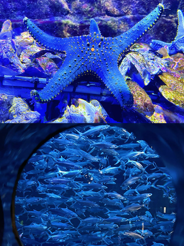 與海洋精靈共舞