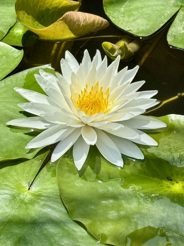 盛夏時節，一定要去一趟廣州蓮花山啊