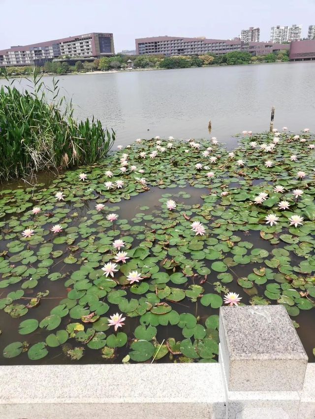 松山湖