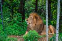 昆明野生動物園必打卡攻略