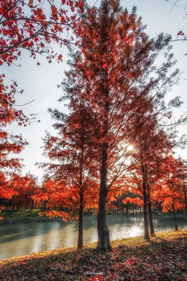 沉沒的水下威尼斯！皖南這片「碧波紅杉」美成地球副本（魔都