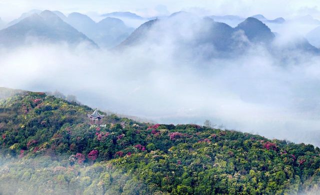 百里杜鵑，滿足了我對風景的一切幻想
