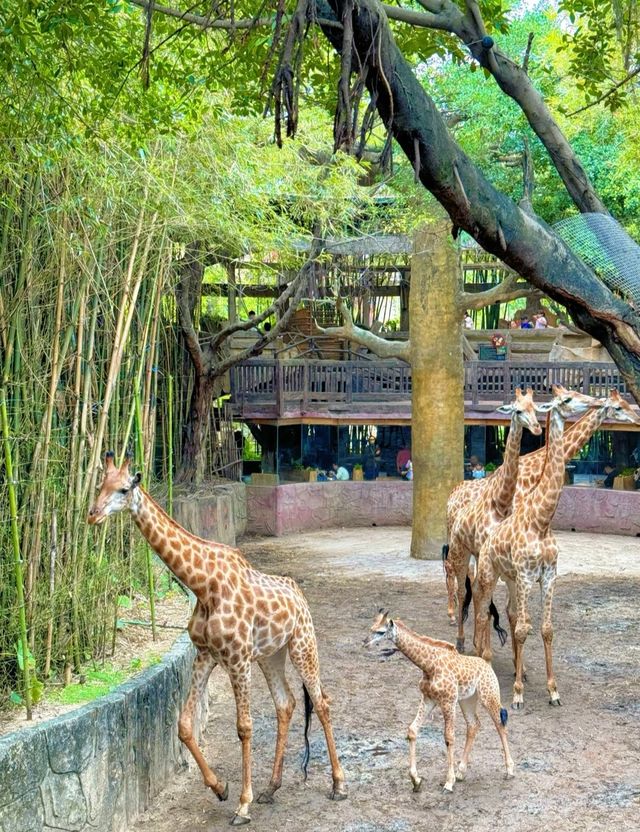 神仙樂園藏不住啦 神仙樂園藏不住啦