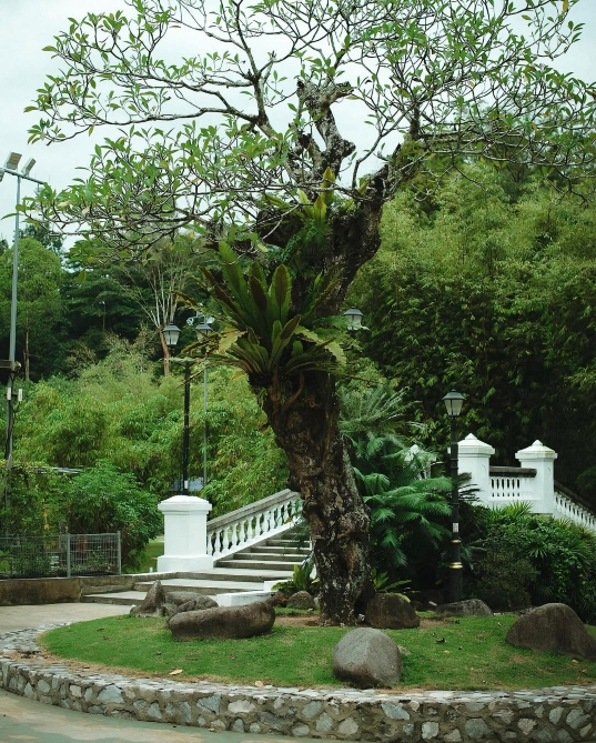 吉隆坡私藏！免費殖民風植物園+1h車程森林民宿，打工人週末躺｜Trip