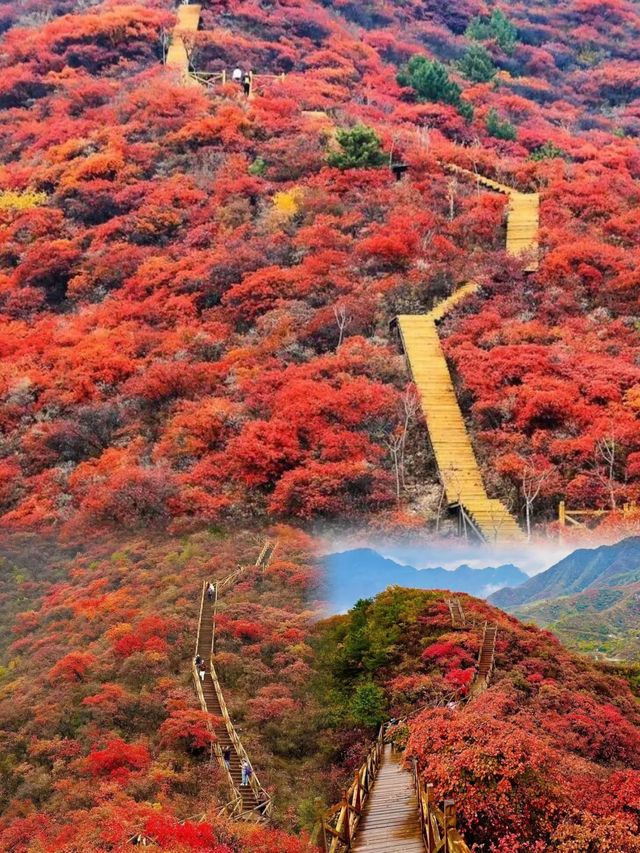 錯過等一年京郊紅葉棧道這裡已經達觀賞“巔峰”