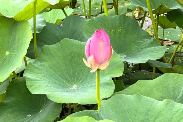 一湖碧葉舞神韻，萬朵荷花向日嬌