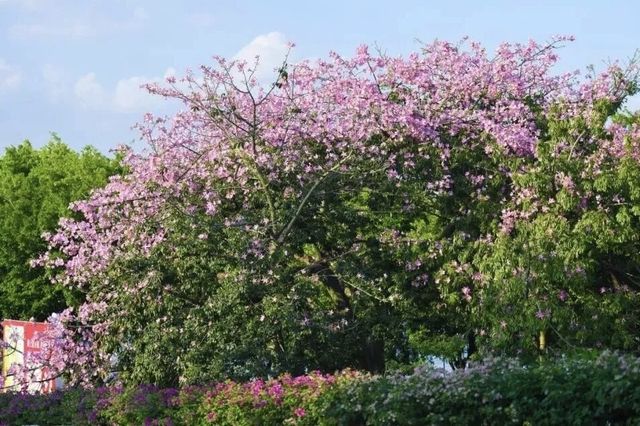 鷺島秋韻：美人樹綴城隅，粉瓣漫舞醉芳華