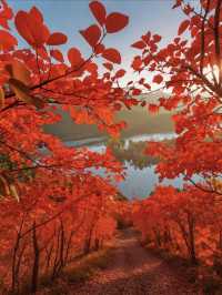紅山翠谷賞楓全攻略