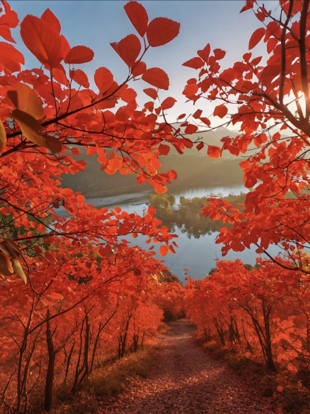 紅山翠谷賞楓全攻略