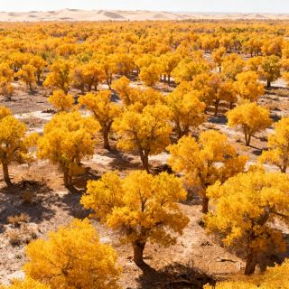 A 3,000-Year Golden Promise: The Ultimate Ejina Populus Euphratica Forest Guide, Miss It and Wait Another Year