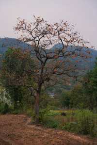 武漢2h自駕「中國甜柿第一村」的賞秋攻略