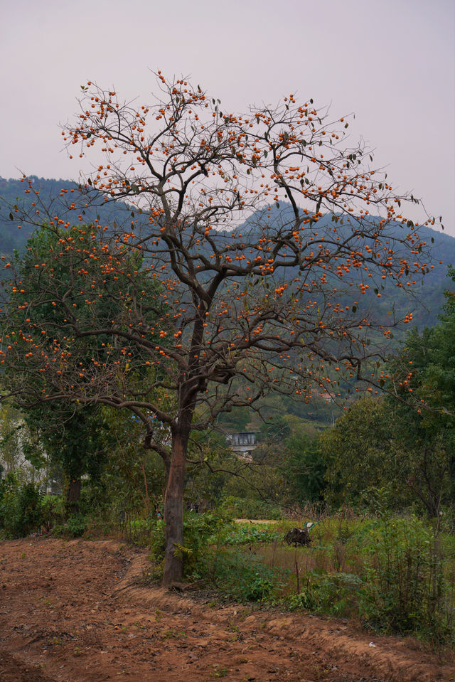 武漢2h自駕「中國甜柿第一村」的賞秋攻略