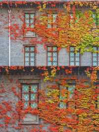 南京總統府秋日限定中國最美窗戶也太絕了吧！