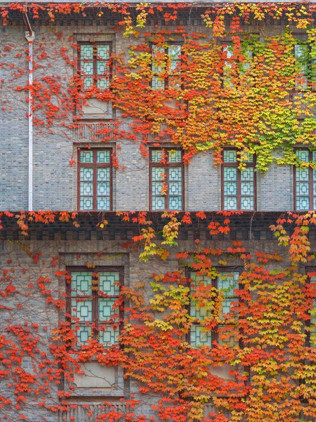 南京總統府秋日限定中國最美窗戶也太絕了吧！