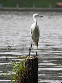 洪湖公園打卡|遛彎觀鳥拍荷花的治癒半日遊