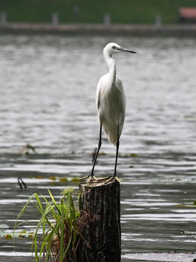 洪湖公園打卡|遛彎觀鳥拍荷花的治癒半日遊 洪湖公園打卡|遛彎觀鳥拍荷花的治癒半日遊