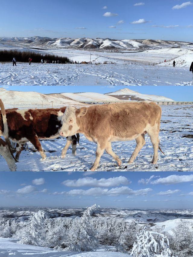 樺皮嶺踏雪：樺皮嶺會懲罰每一個不帶工具的人！