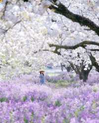 梨蘭同放宿遷三台山の春日限定花海美哭我了！
