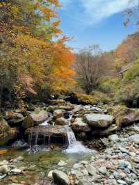 藏在深山的「天然基因庫」，正在上演最絢爛的色彩。