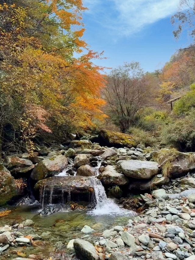 藏在深山的「天然基因庫」，正在上演最絢爛的色彩。