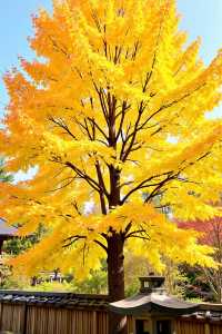 絕了！我喺甘肅搵到一個比九寨溝仲靚嘅彩林秘境！