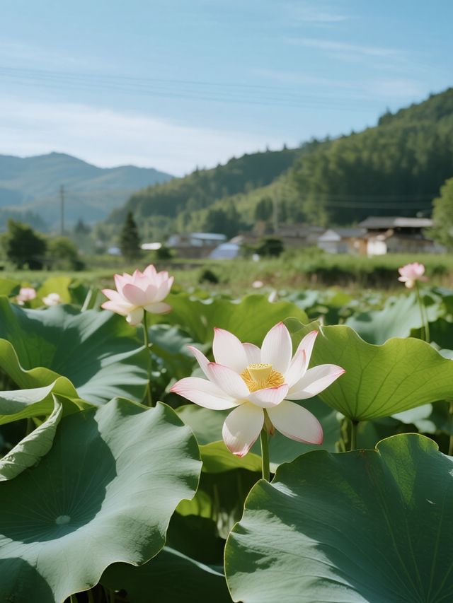 帶娃去沙漠不踩雷！響沙灣蓮花酒店全攻略