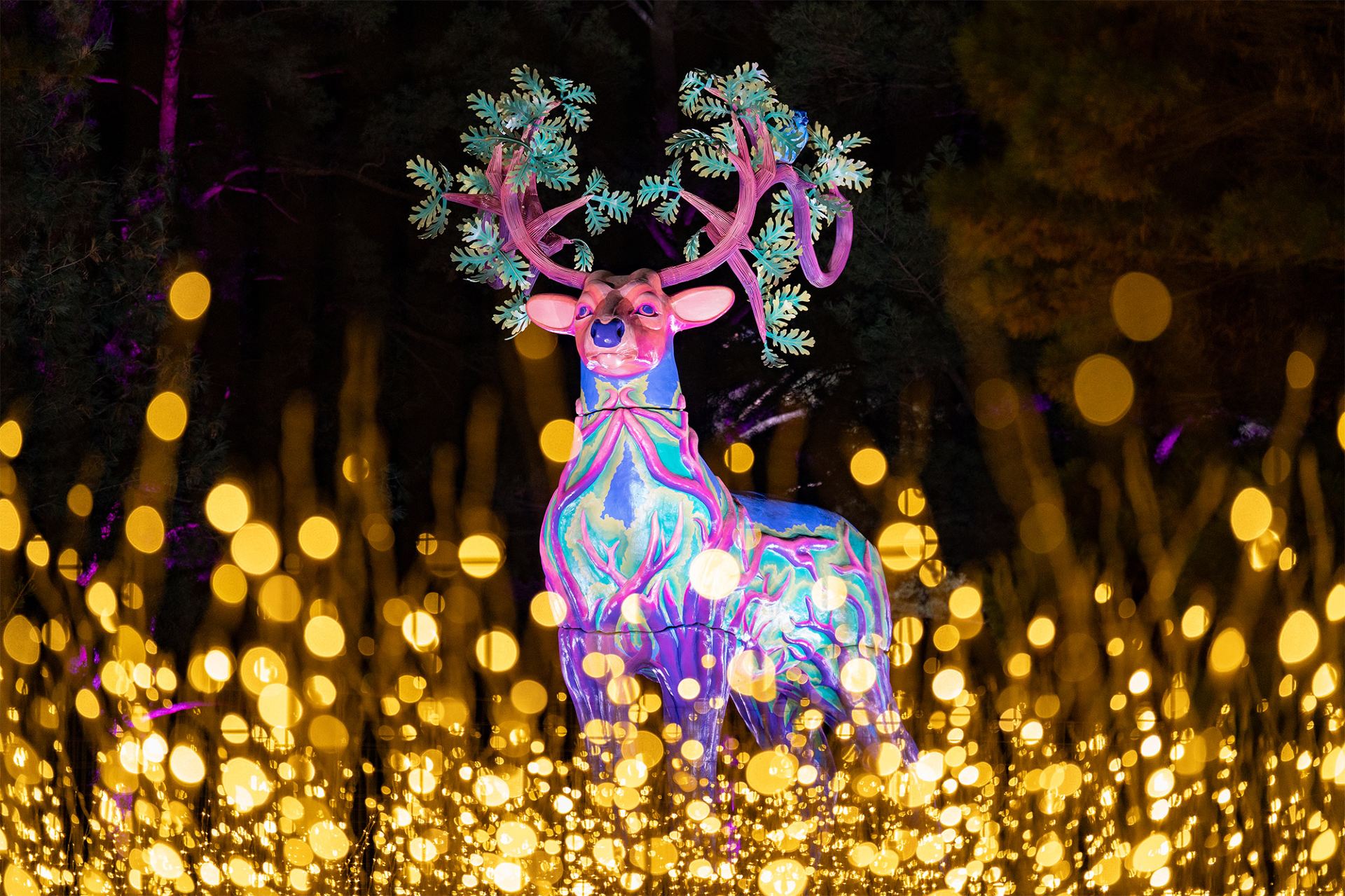Morton Arboretum's "Illumination: Tree Magic Light Show" Returns