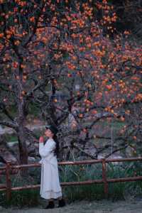 在溫州拍到了刷爆朋友圈的“柿柿”如意