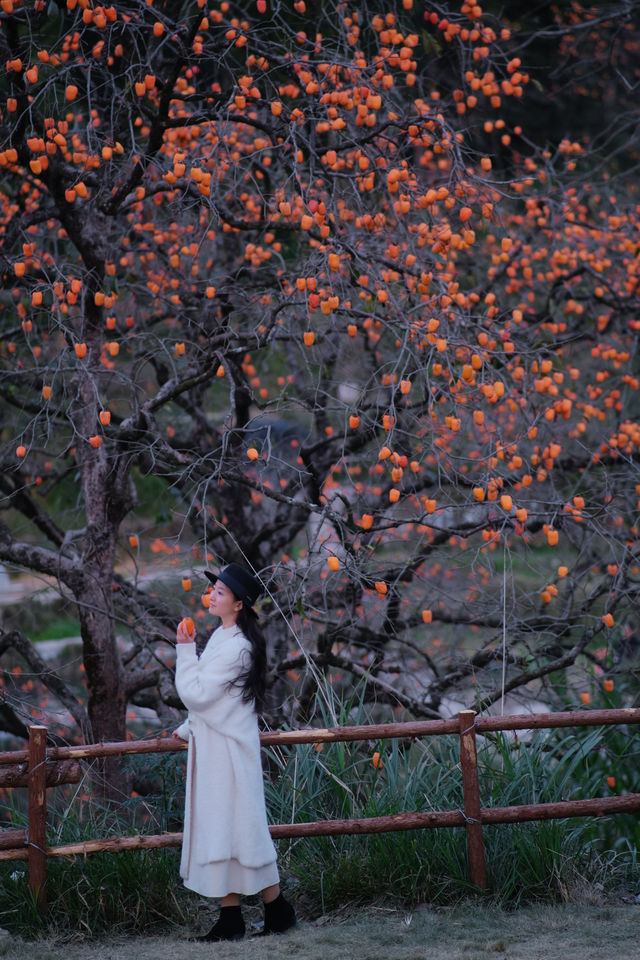 在溫州拍到了刷爆朋友圈的“柿柿”如意