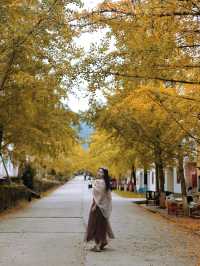 銀杏染秋，南雄赴一場黃金之約 