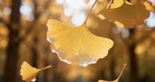 A Romantic Ginkgo Date Strolling Through the Golden Autumn
