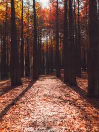 休寧朱村落羽杉｜闖入現實版油畫秋色世界