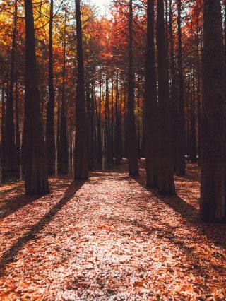 Xiuning Zhucun Bald Cypress | Step into a Real-Life Oil Painting of Autumn Colors