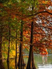 墜入油畫世界明孝陵落羽杉美到封神了