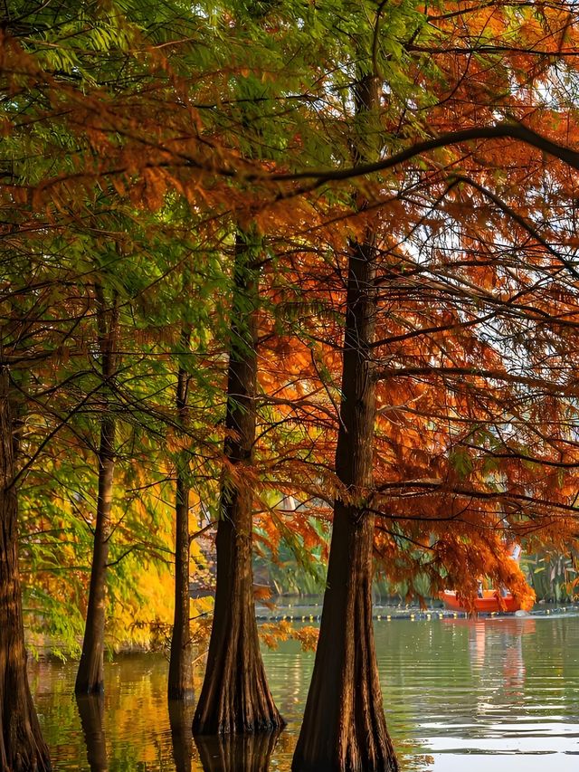 墜入油畫世界明孝陵落羽杉美到封神了