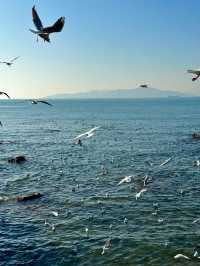 青島冬日元氣旅拍：與西伯利亞海鷗撞個滿懷