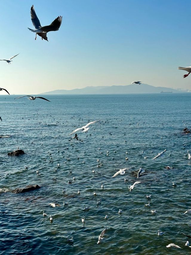 青島冬日元氣旅拍：與西伯利亞海鷗撞個滿懷