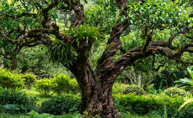 尋訪綠色明珠植物園 尋訪綠色明珠植物園