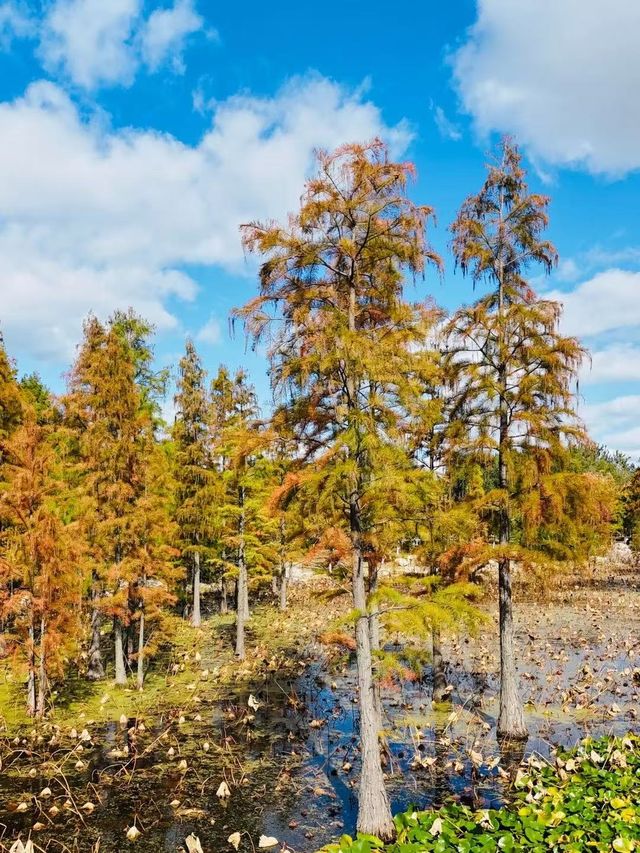 青島-威海-煙台長者旅行必看攻略