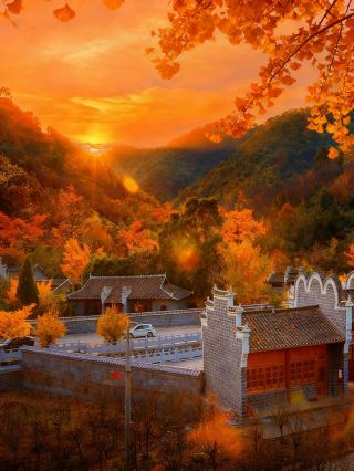 The ginkgo trees at the end of November are absolutely stunning! The ginkgo forests in Suizhou and Anlu, Hubei