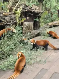 雲南普洱太陽河森林公園