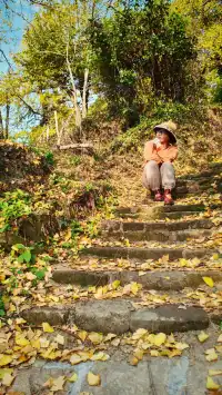 11.16實拍預警!韶關馮屋村銀杏下週才是巔峰