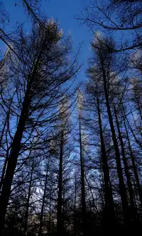 去了沒有雪松的樺皮嶺,想看你們拍的雪松