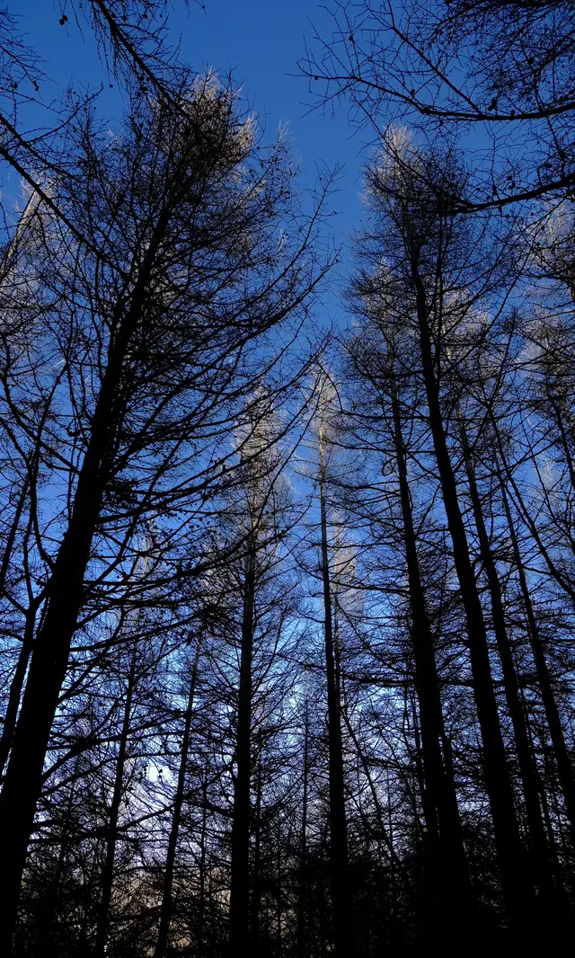 去了沒有雪松的樺皮嶺,想看你們拍的雪松 去了沒有雪松的樺皮嶺,想看你們拍的雪松
